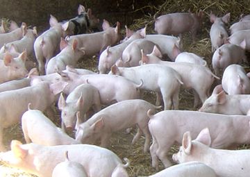 High health pig herds from AE Lenton